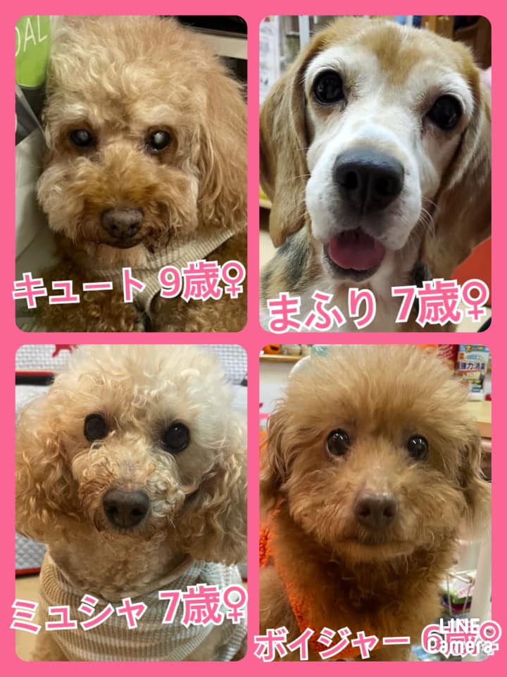 🐾今日の里親様募集中ワンコ🐶メンバーです🐾2021,10,18